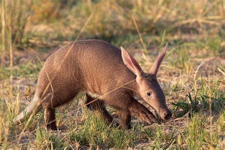 An aardvark has a long one