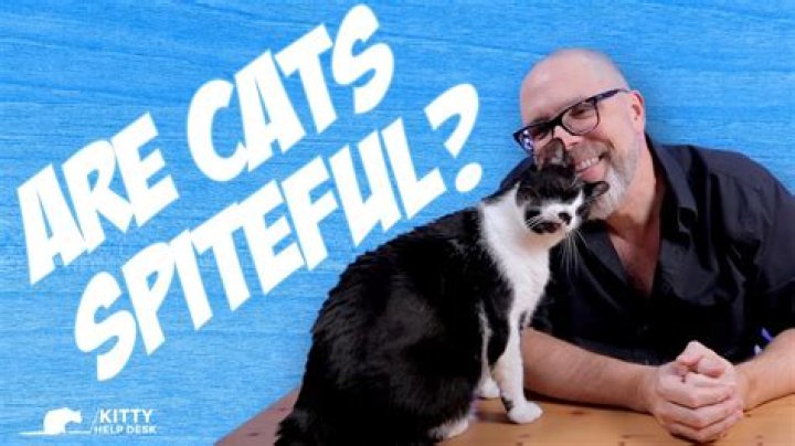 Are cats spiteful?
