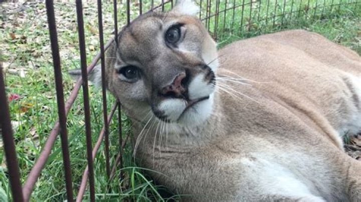 Are cougars friendly?