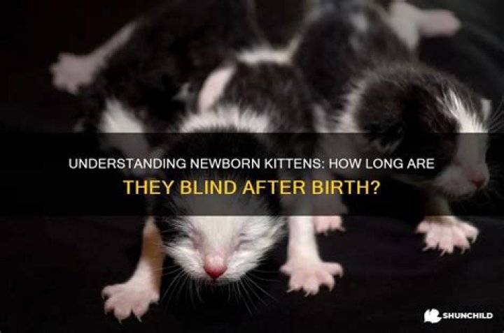 Are kittens blind?