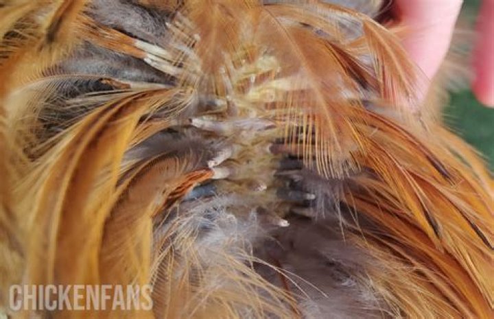 Are lice itchier at night?