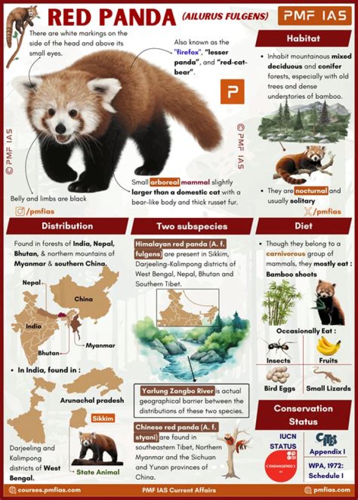 Are red pandas stinky?