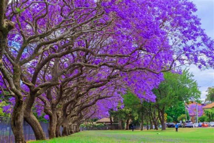 Are there different types of jacaranda trees?