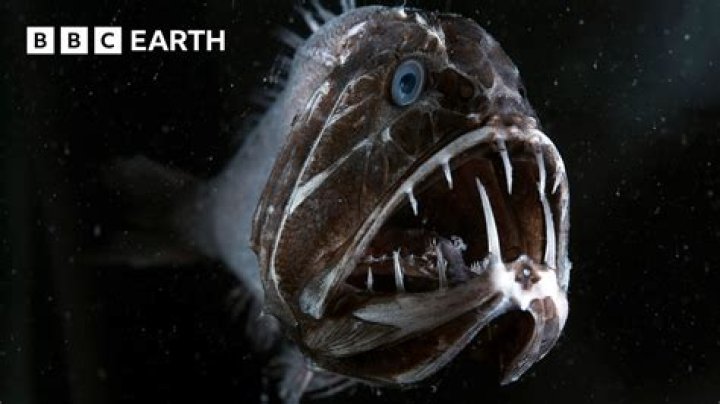 Are there undiscovered monsters in the ocean?