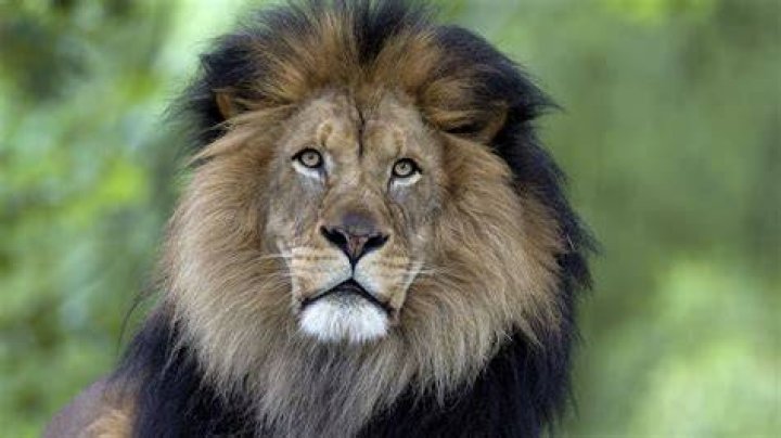 Big cat with a mane