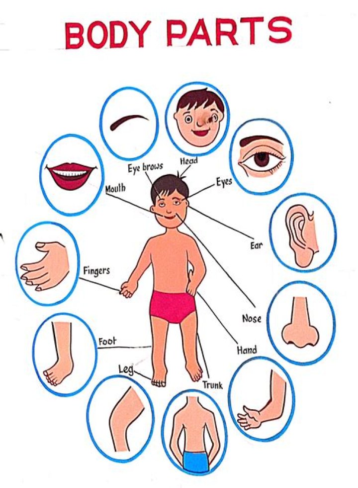 Body part that hears