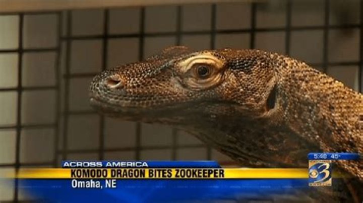 Can a human survive a Komodo dragon bite?