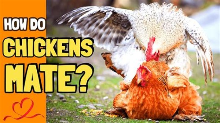 Can a man impregnate a chicken?