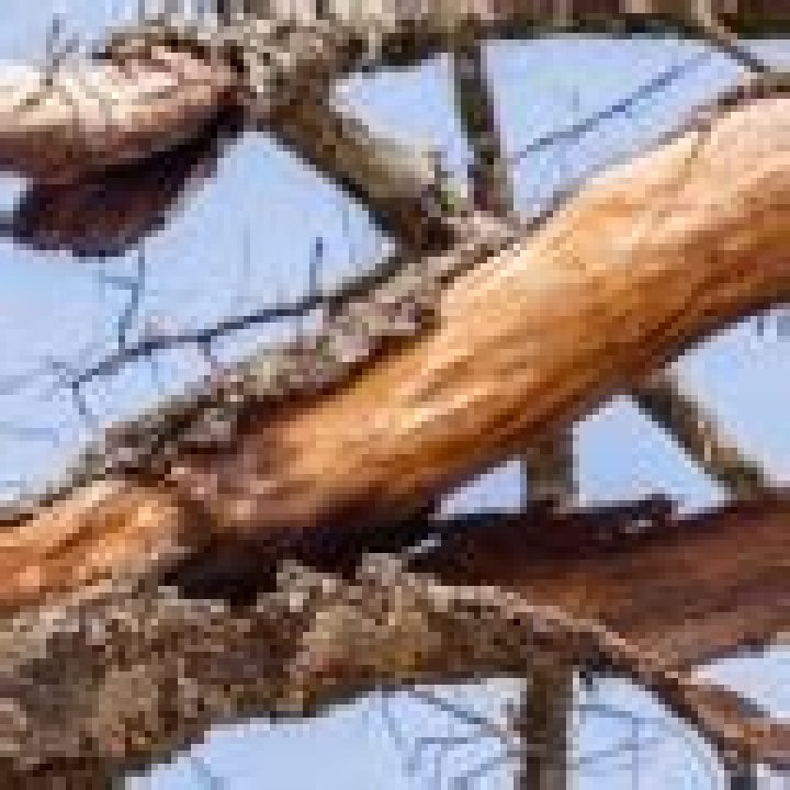 Can a tree with fungus be saved?