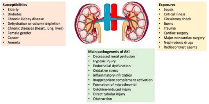 Can amoxicillin damage kidneys?