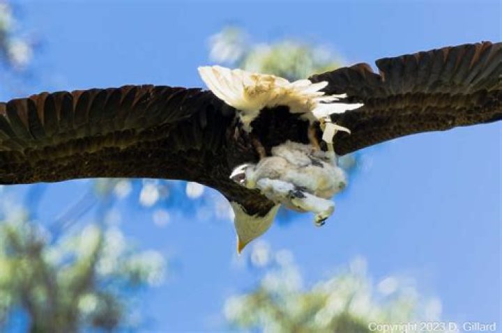 Can an eagle pick up a 15 lb dog?