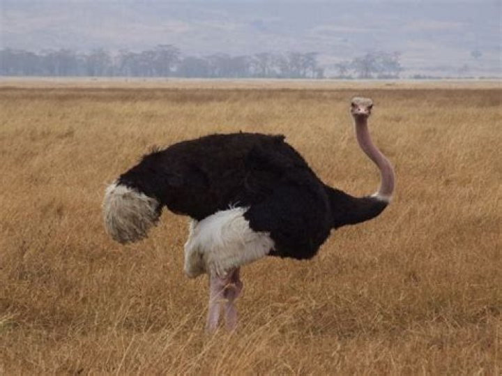 Can an ostrich fly?