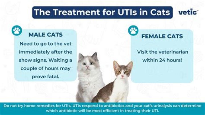 Can cats get UTI from litter box?