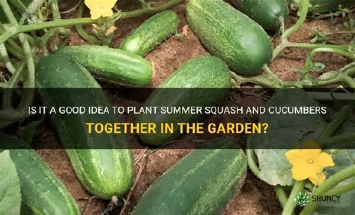 Can cucumbers and squash be planted together?