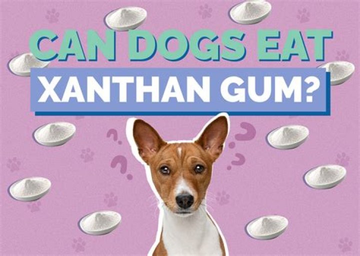 Can dogs eat gum?
