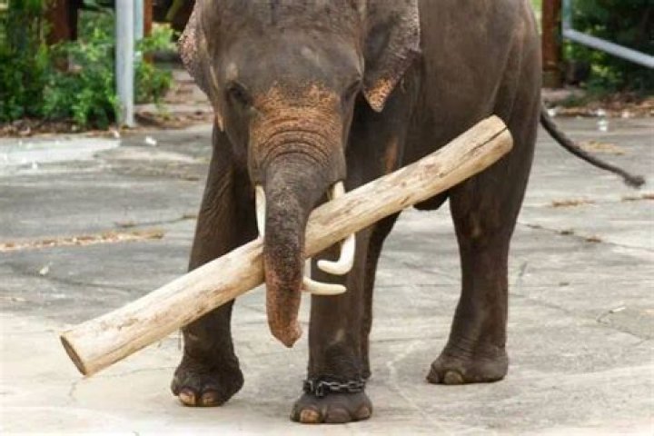 Can Eagle carry an elephant?