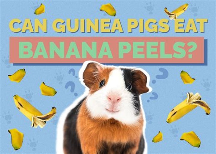 Can guinea pigs have banana?