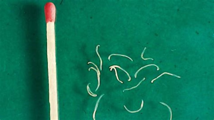 Can hookworms live in my carpet?