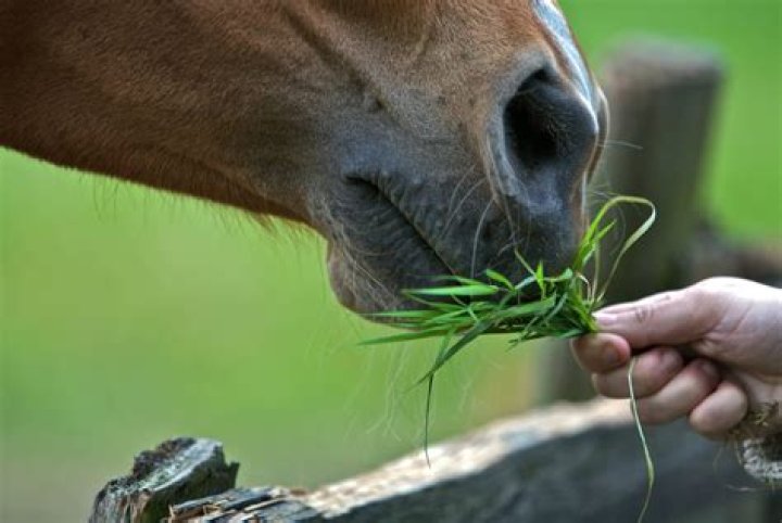 Can I feed grass clippings to my horse?