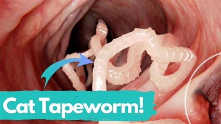 Can I get tapeworms from my cat sleeping in my bed?
