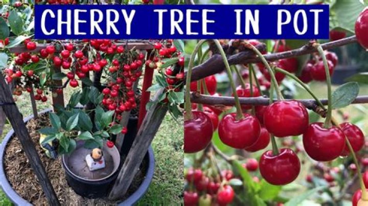 Can I plant my cherry pits?