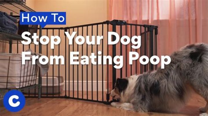 Can I sprinkle turmeric on my dogs food?
