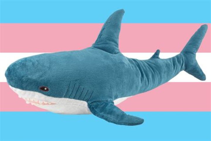 Can sharks be playful?