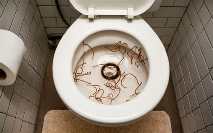 Can worms eat toilet paper?