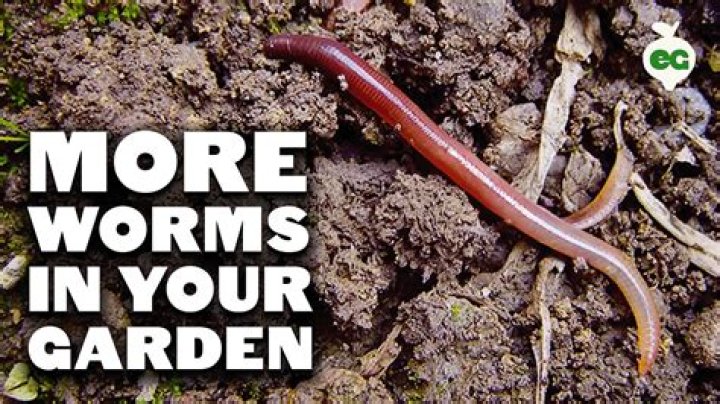 Can you have too many worms in a garden?