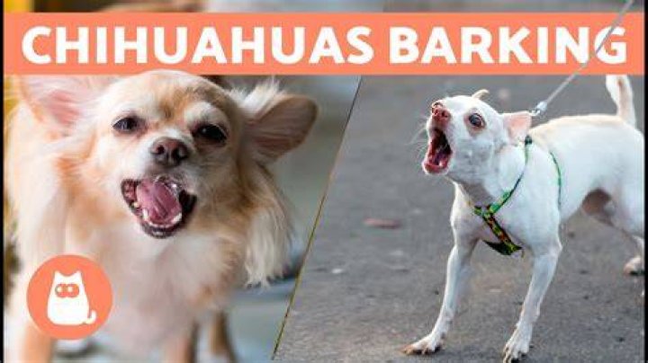 Chihuahua's high-pitched bark