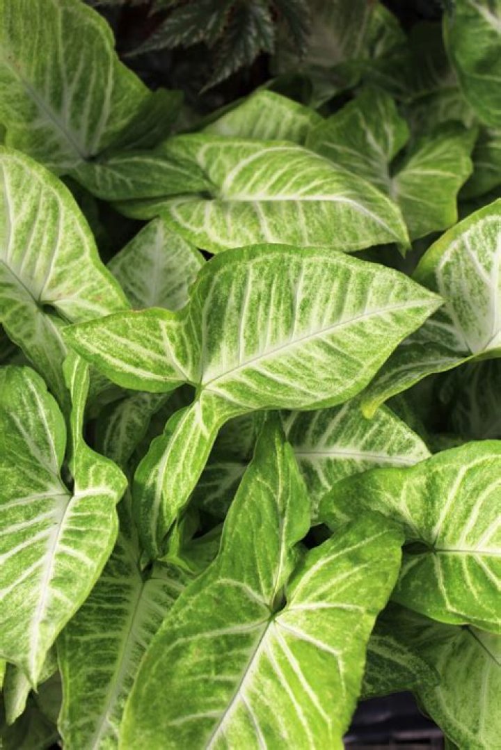 Do arrowhead plants have flowers?