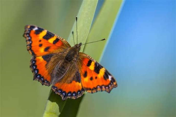 Do butterflies hibernate in houses?