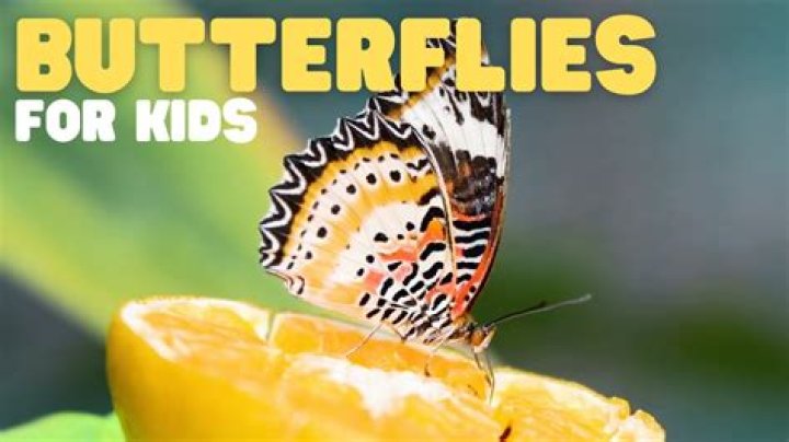 Do butterflies like banana peels?