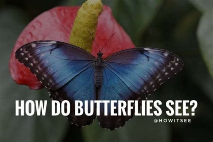 Do butterflies see?