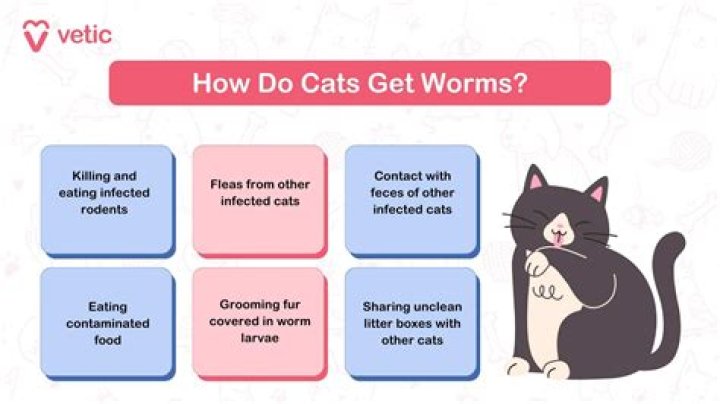 Do cats get stomach bugs?