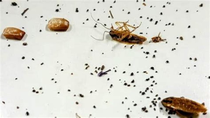 Do cockroaches vomit?