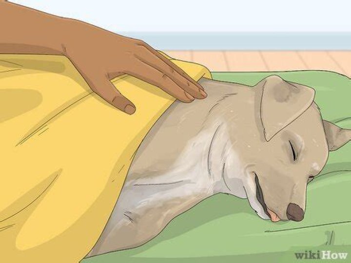 Do dogs feel anything when put to sleep?