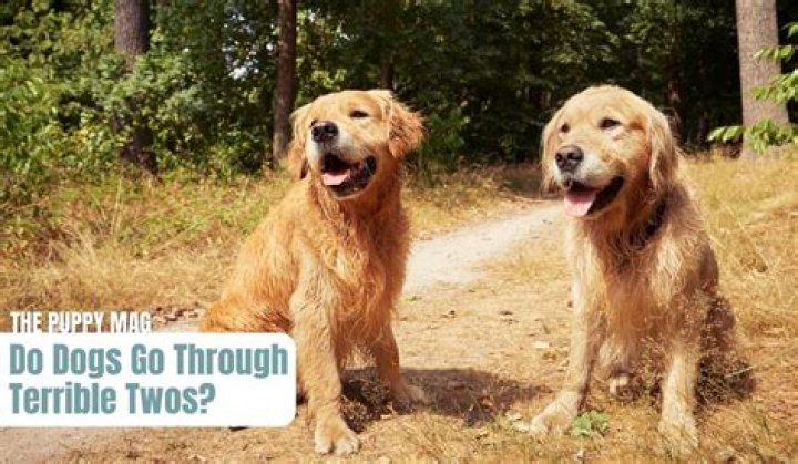 Do dogs go through terrible twos?