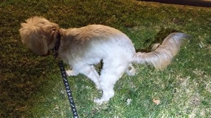 Do dogs poop out hair?