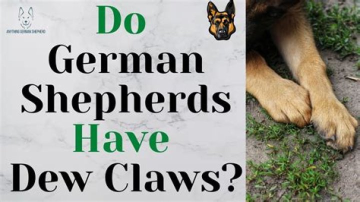 Do German shepherds have dew claws?
