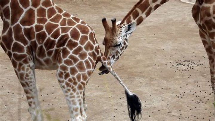 Do giraffes drink pee?