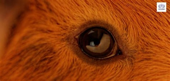 Do guinea pigs have good eyesight in the dark?