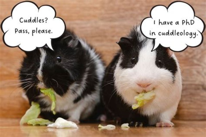 Do guinea pigs like to be held all the time?
