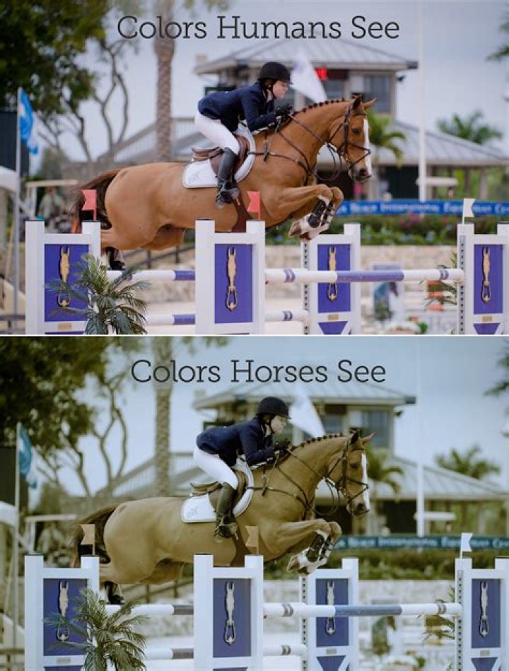 Do horses see in Colour or black and white?