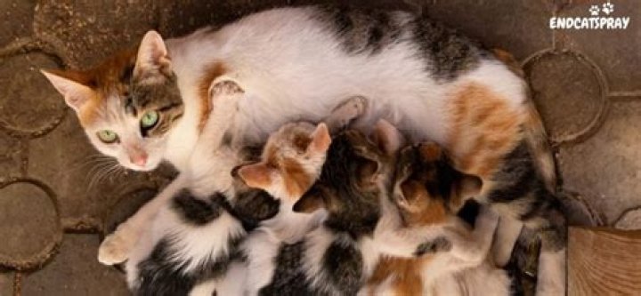Do mother cats recognize their kittens?