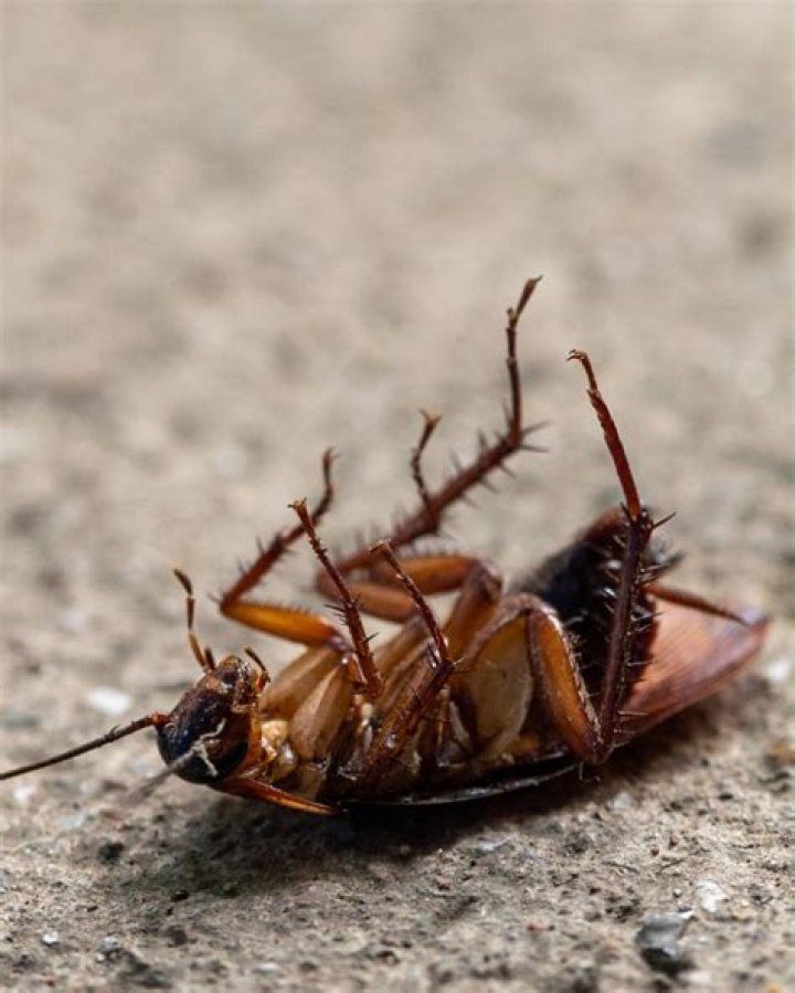 Do roaches like light?