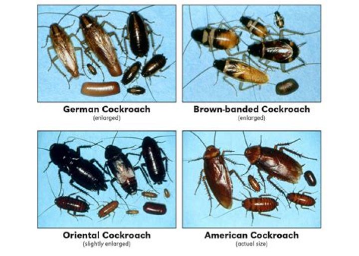 Do roaches mate by themselves?