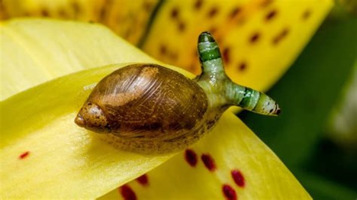 Do snails have balls?