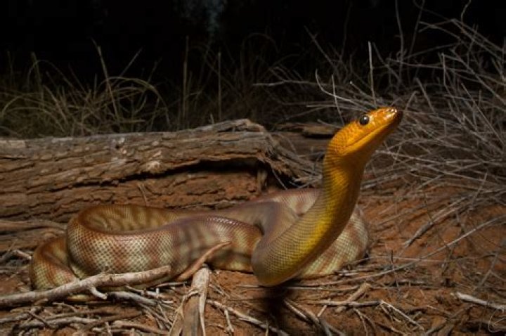 Do snakes have Mani?