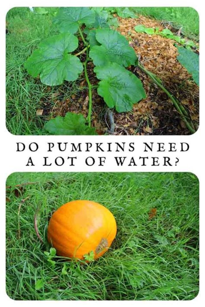 Do weeds like a lot of water?